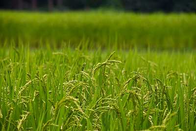 平成の米騒動 再来するかも