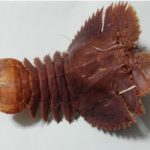 ふるさと納税：高知県安芸郡東洋町，うちわえび