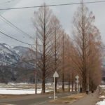 メタセコイヤ並木を見学してきた