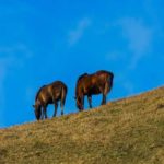 馬券の払戻金は税金がかかるときがある