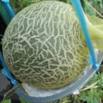 家庭菜園でメロンが実る