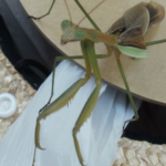 カマキリがやってきた